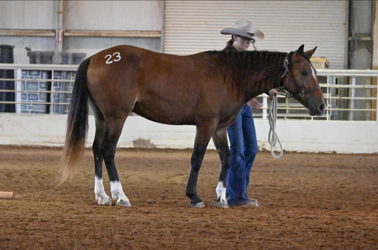 Ezzy, 4yo Mustang mare, 14.1hh