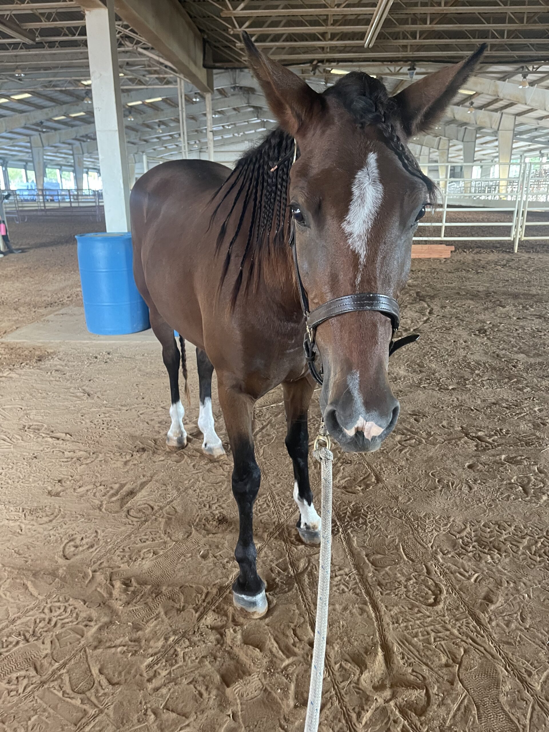 Ezzy, 4yo Mustang mare, 14.1hh