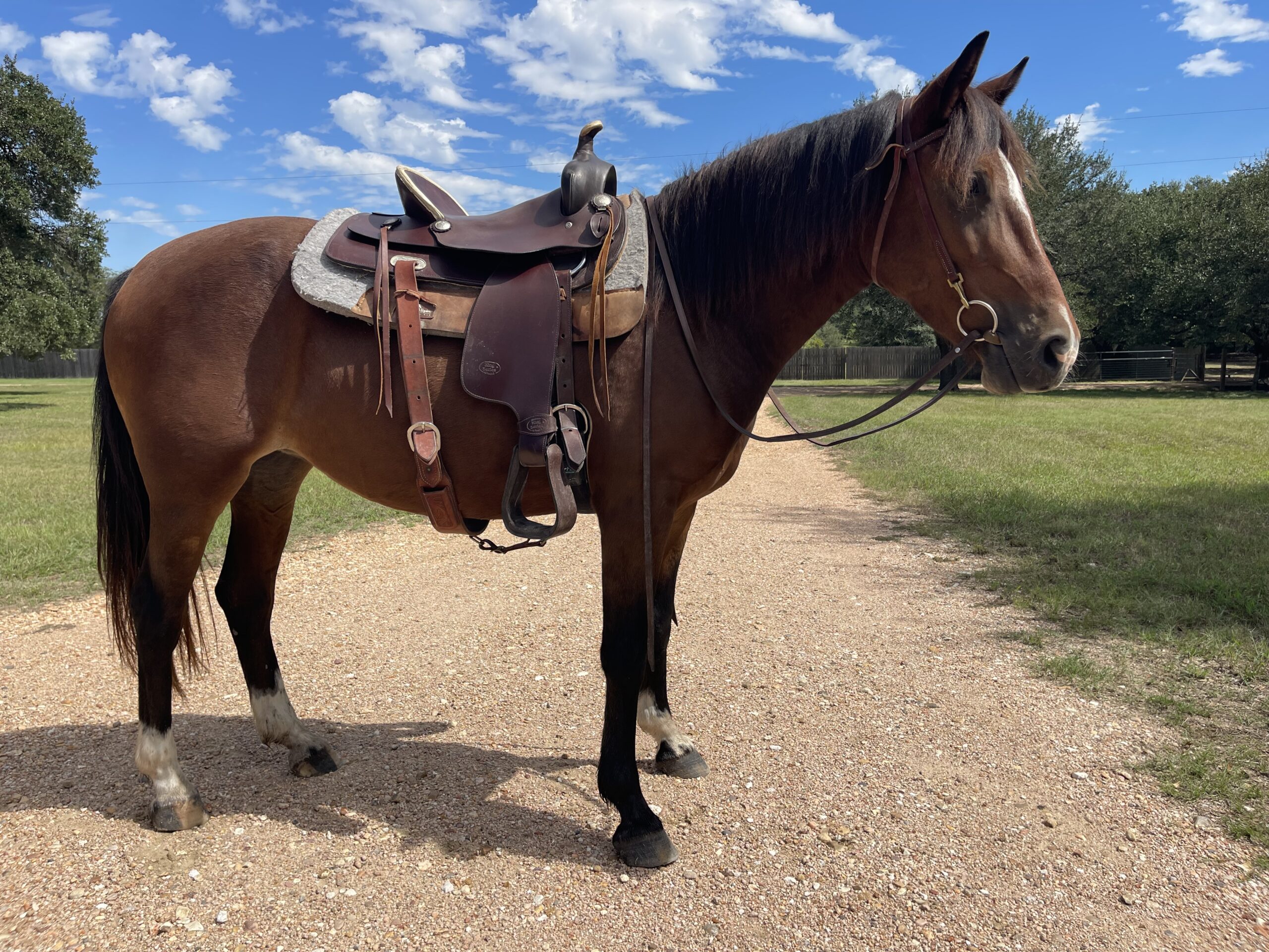 Ezzy, 4yo Mustang mare, 14.1hh