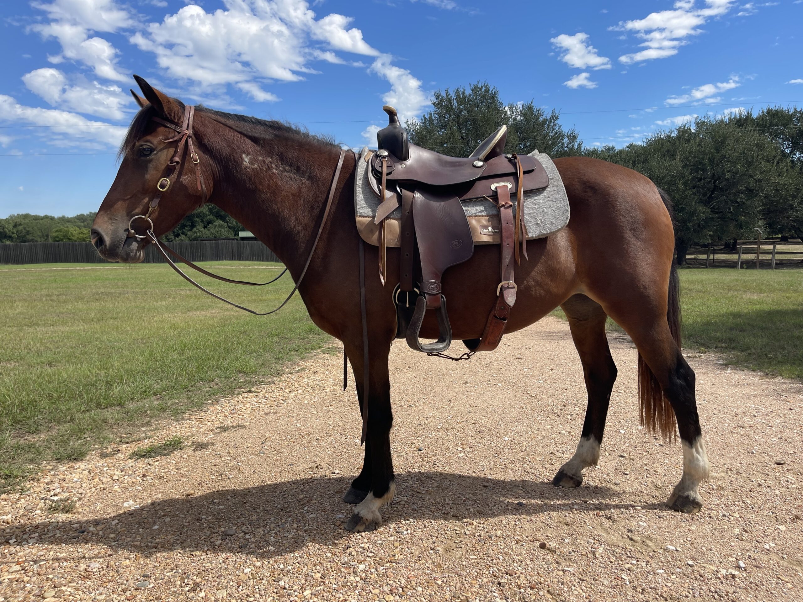 Ezzy, 4yo Mustang mare, 14.1hh