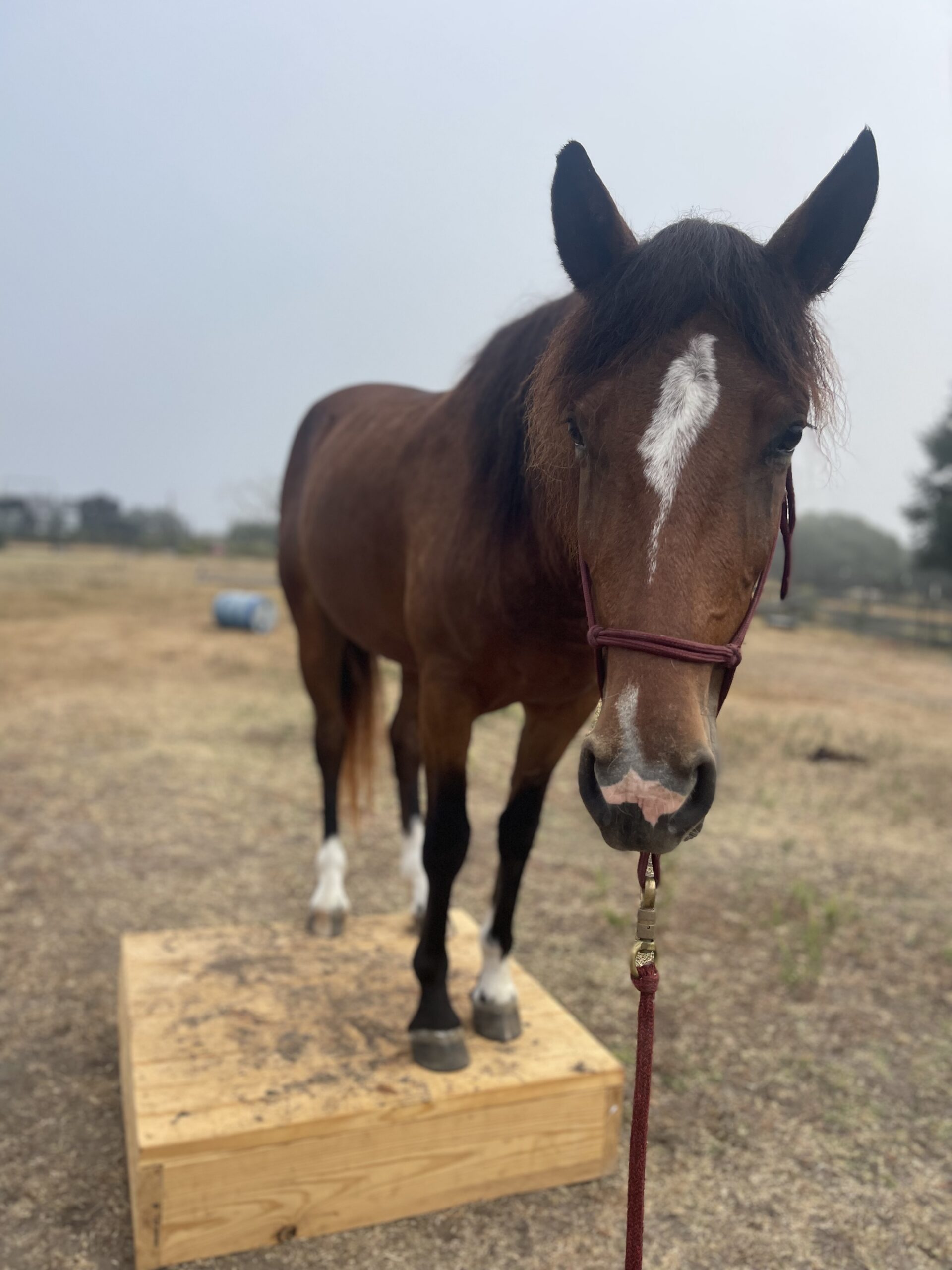 Ezzy, 4yo Mustang mare, 14.1hh