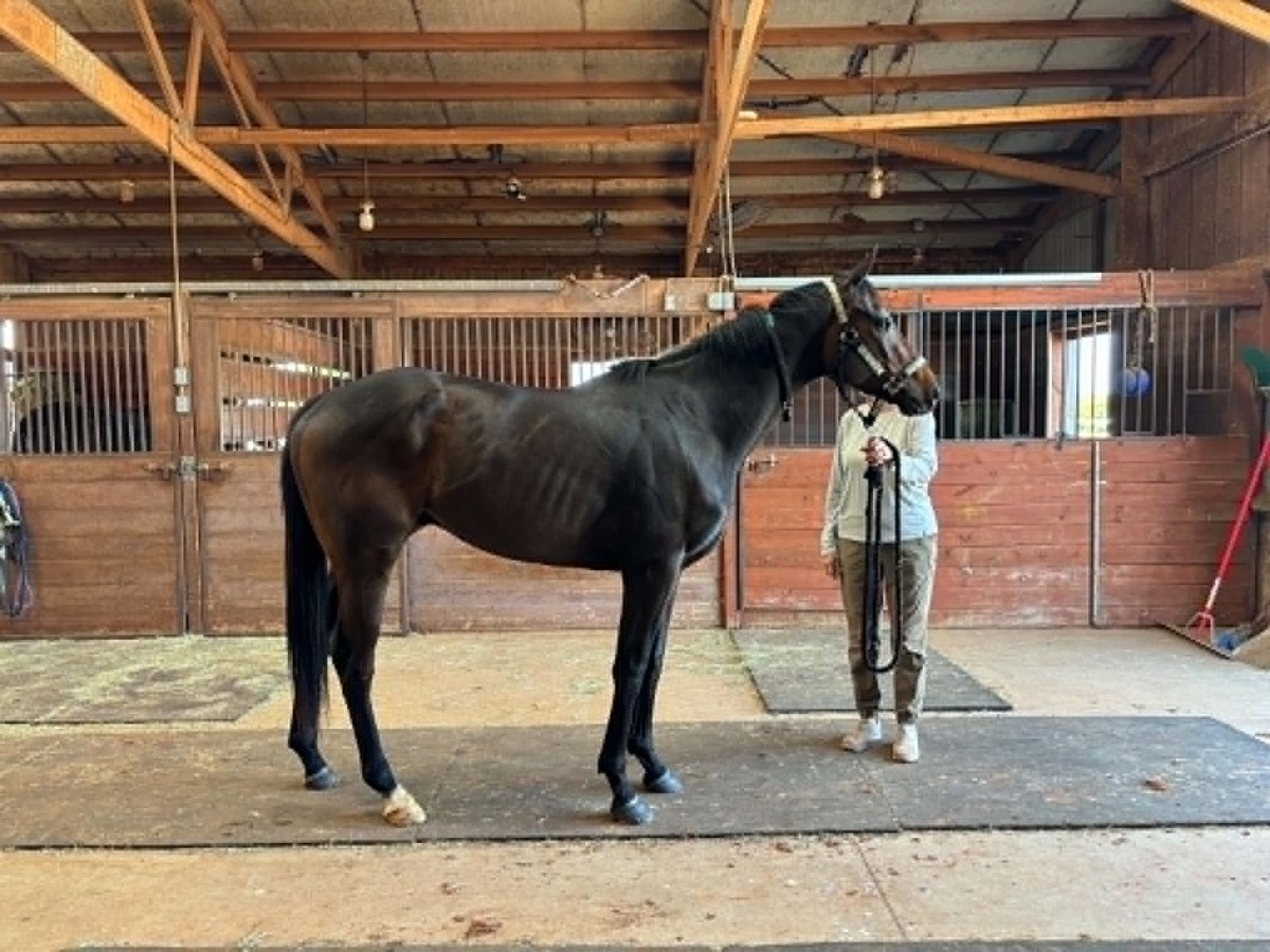 Cool Okie, 3yo Thoroughbred gelding, 16.3hh