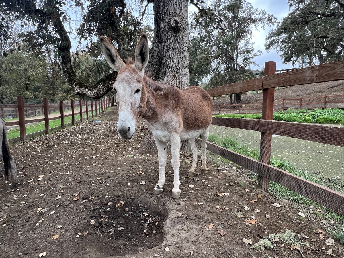 Stella, 11yo Donkey mare, 13.0hh