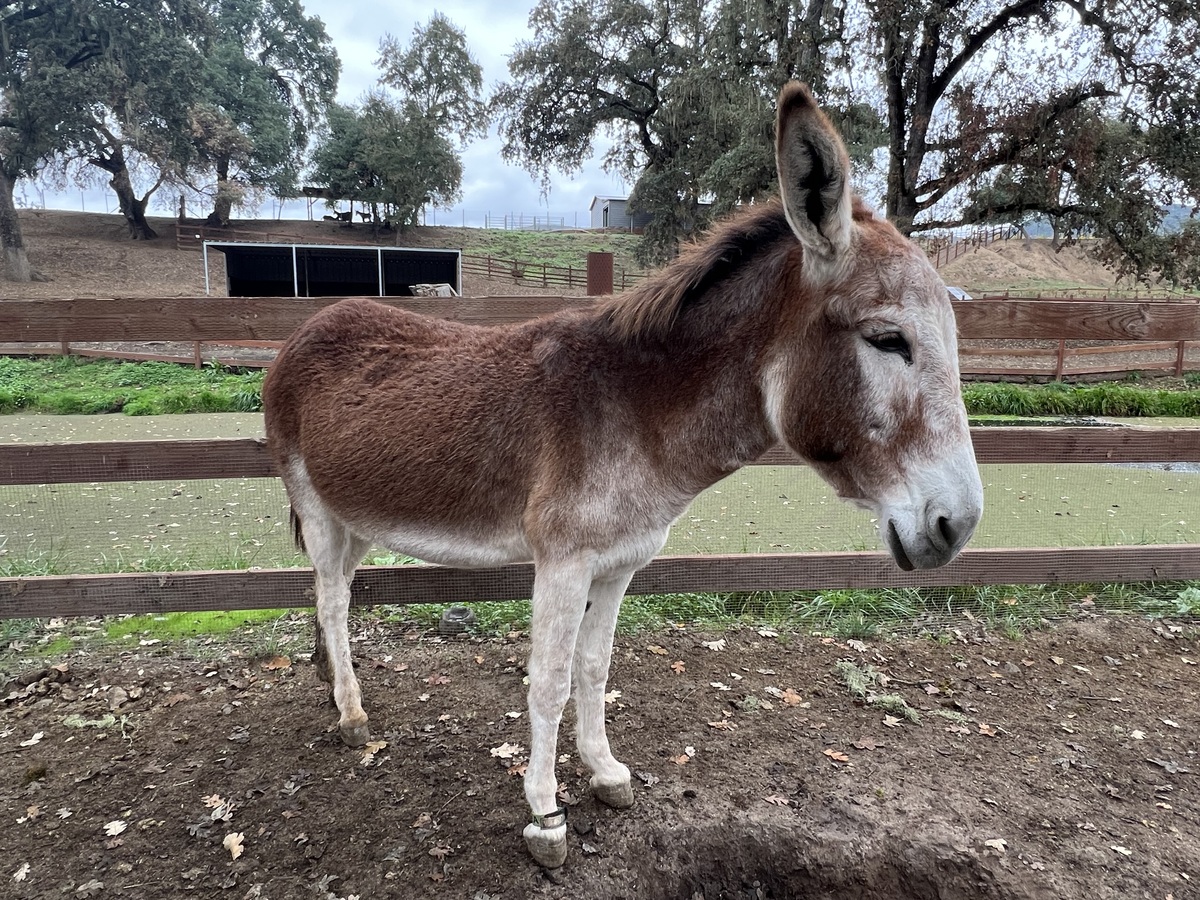 Stella, 11yo Donkey mare, 13.0hh