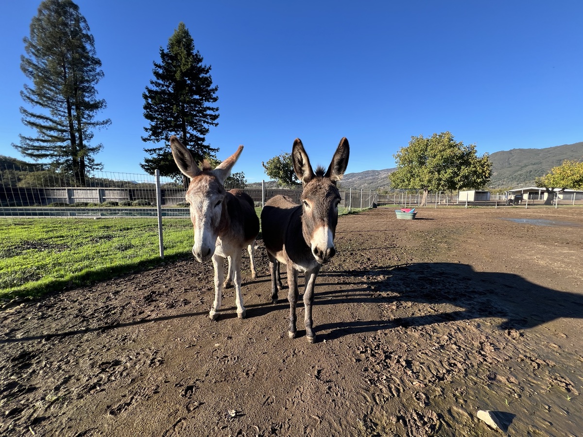 Stella, 11yo Donkey mare, 13.0hh