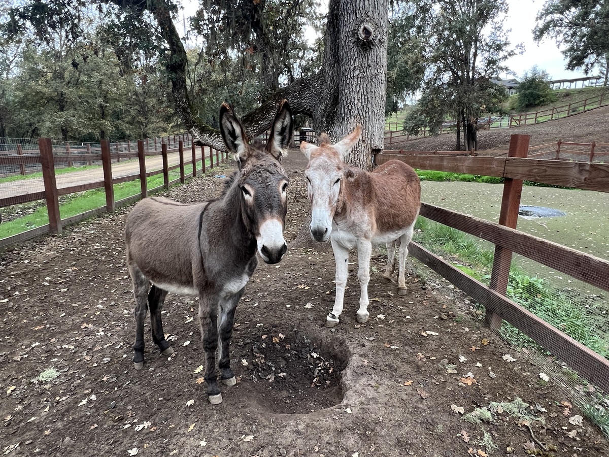 Stella, 11yo Donkey mare, 13.0hh