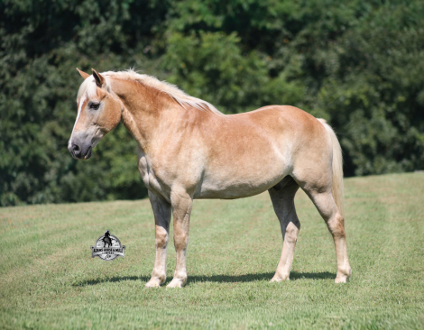 MICKEY, 12yo Haflinger gelding, 14.1hh
