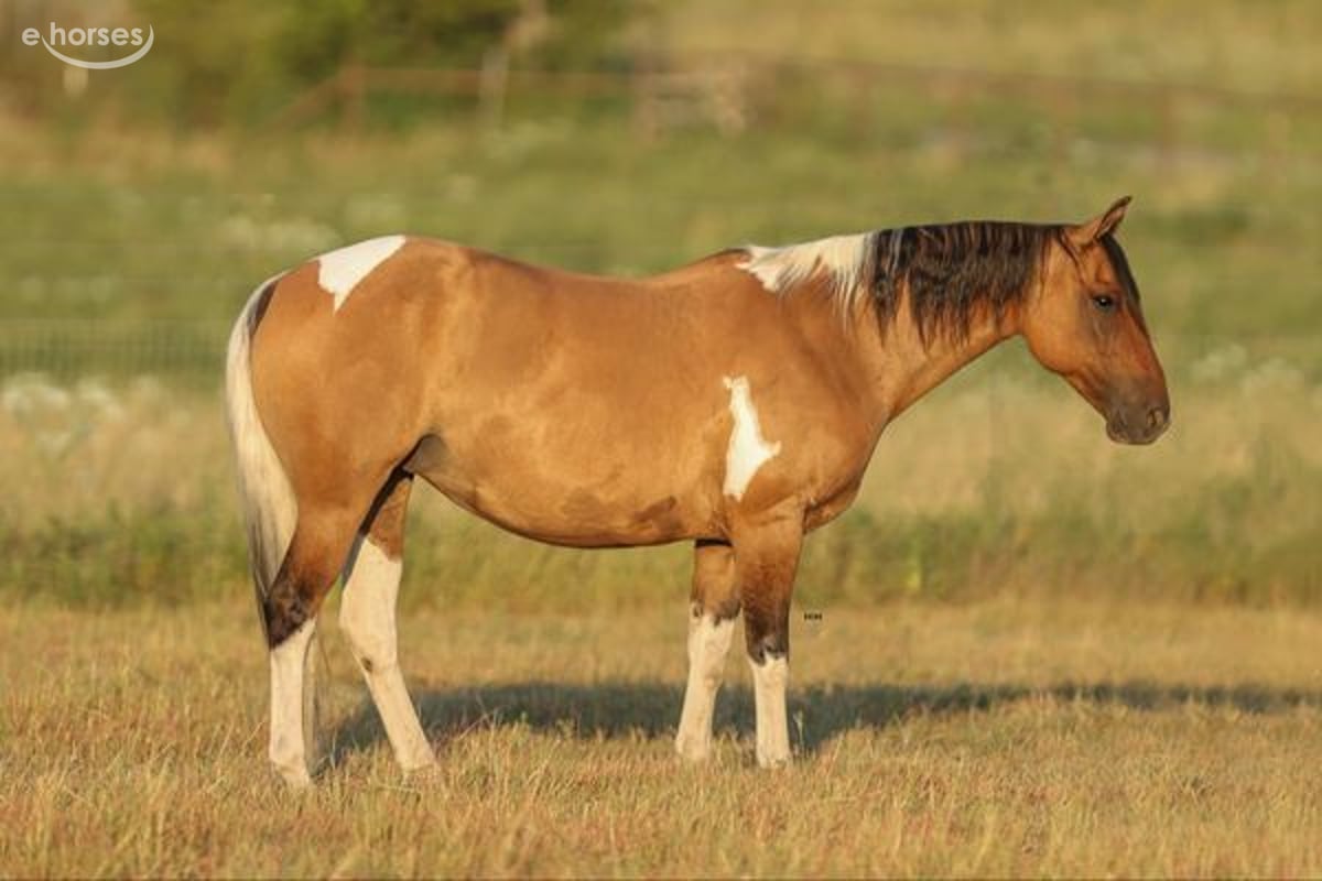 American Paint Horse, 12yo American Paint Horse mare, 15hh