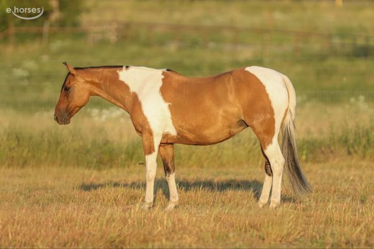 American Paint Horse, 12yo American Paint Horse mare, 15hh