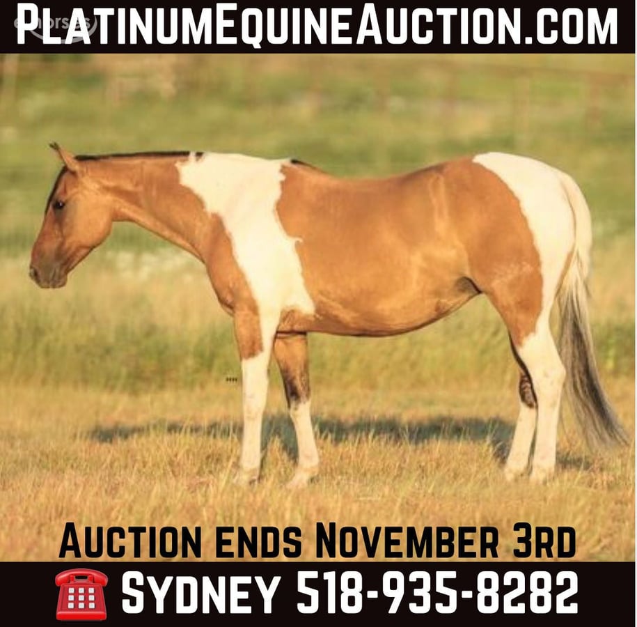 American Paint Horse, 12yo American Paint Horse mare, 15hh