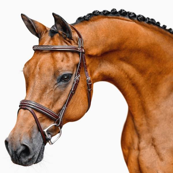 Bello-Equine Bridle