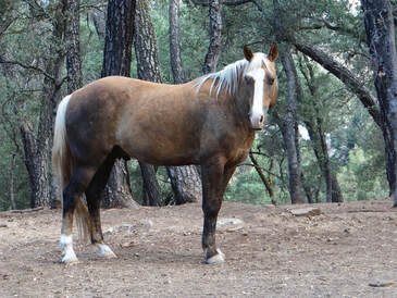 Jack, Mustang gelding, 15.1hh