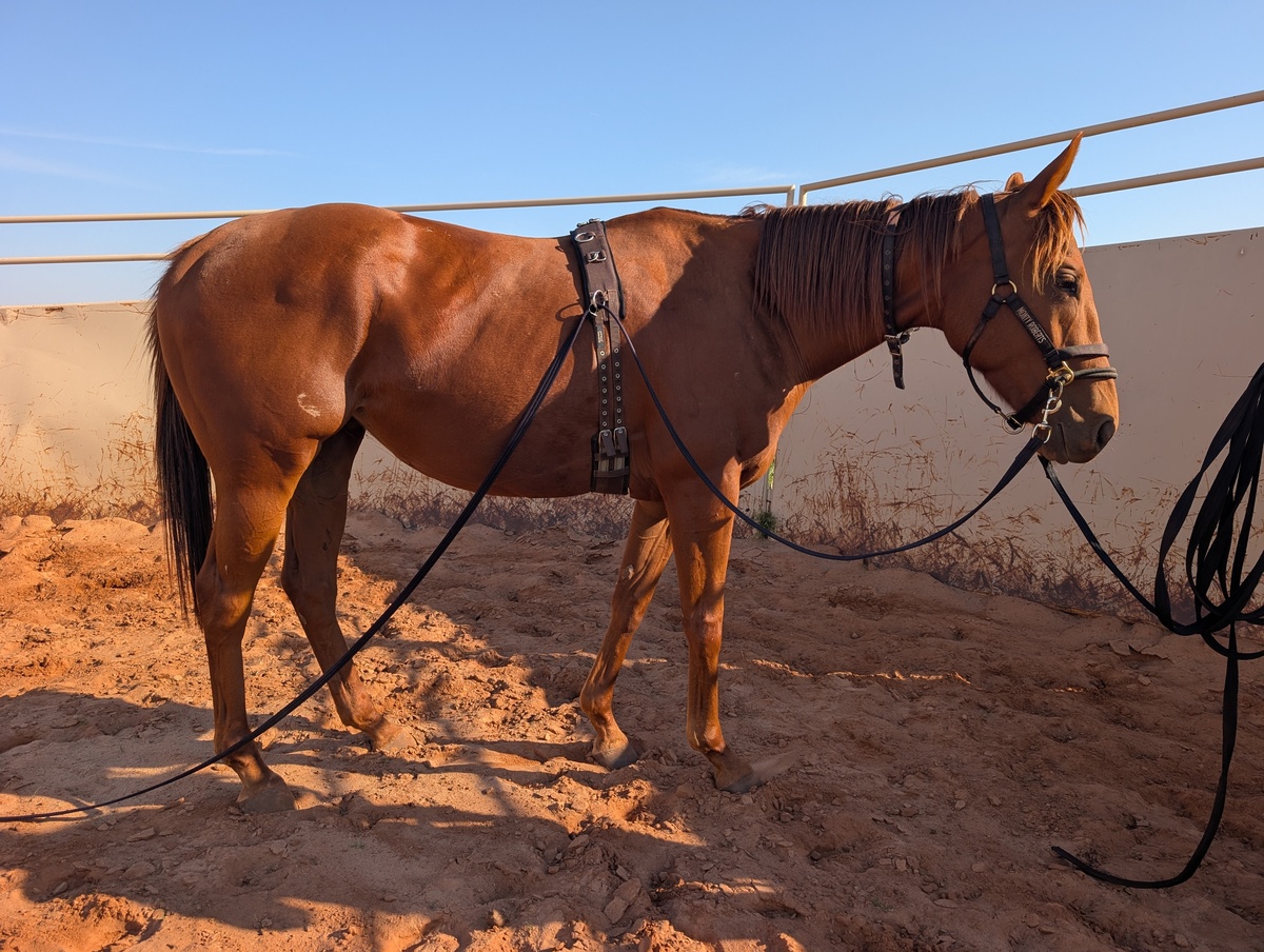 Okie Magic, 5yo Thoroughbred mare, 16.0hh