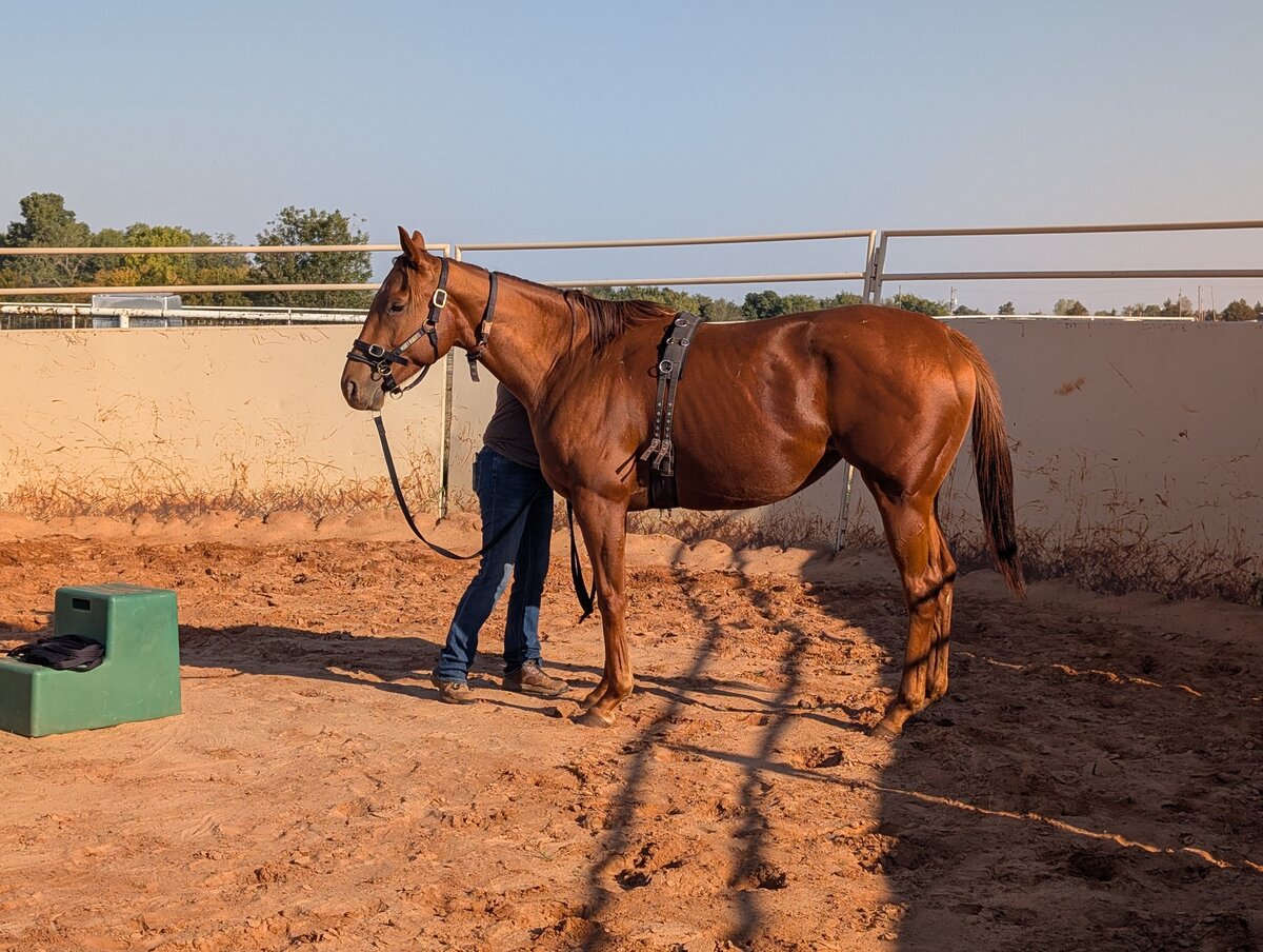 Okie Magic, 5yo Thoroughbred mare, 16.0hh
