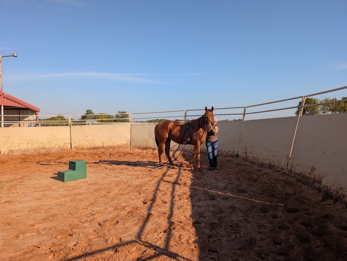 Okie Magic, 5yo Thoroughbred mare, 16.0hh
