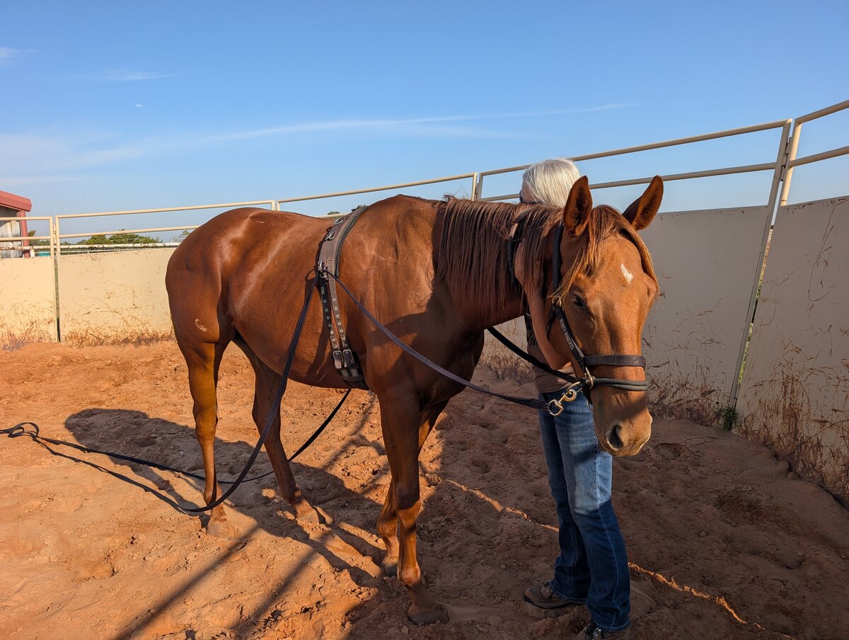 Okie Magic, 5yo Thoroughbred mare, 16.0hh
