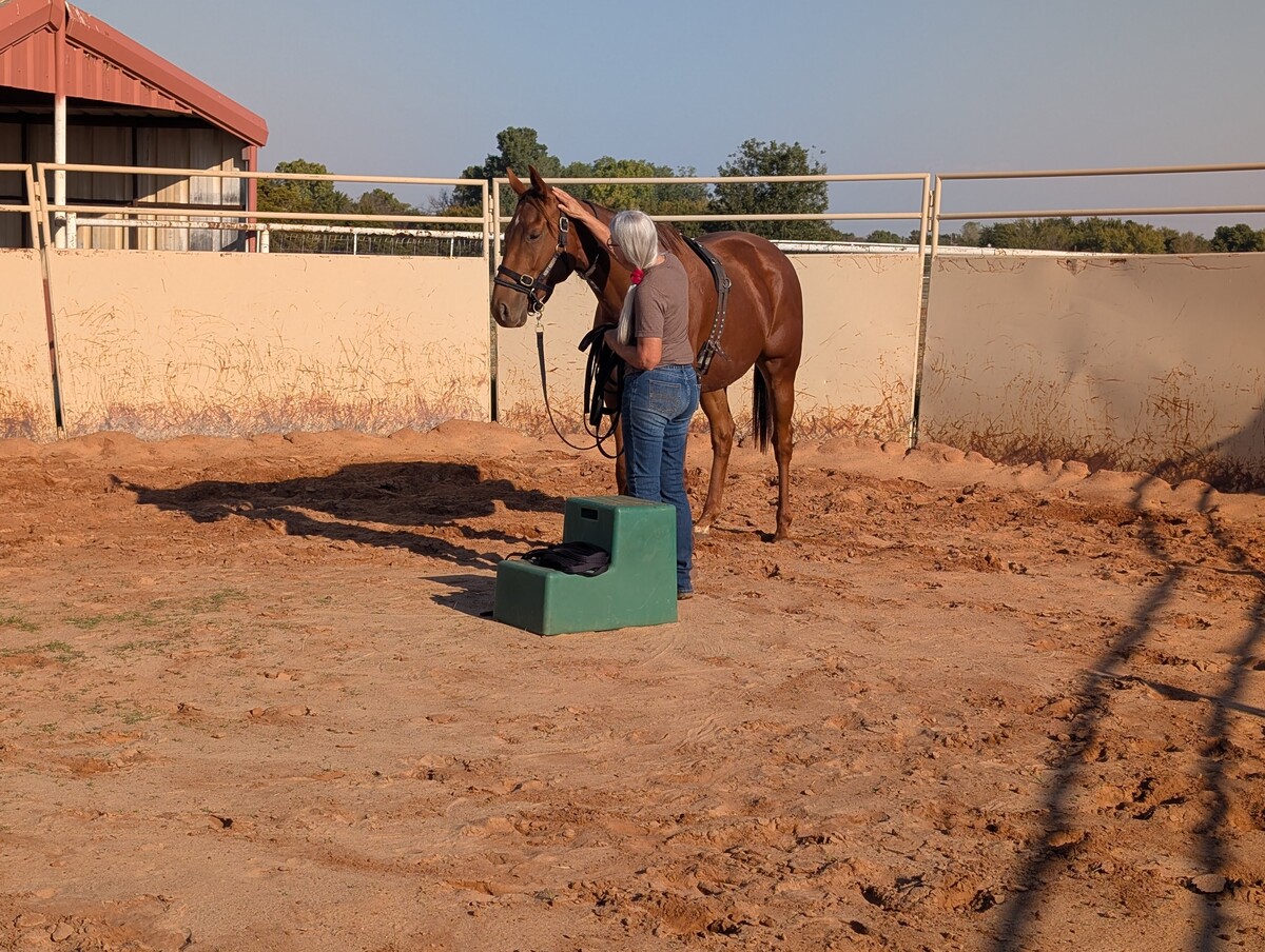 Okie Magic, 5yo Thoroughbred mare, 16.0hh
