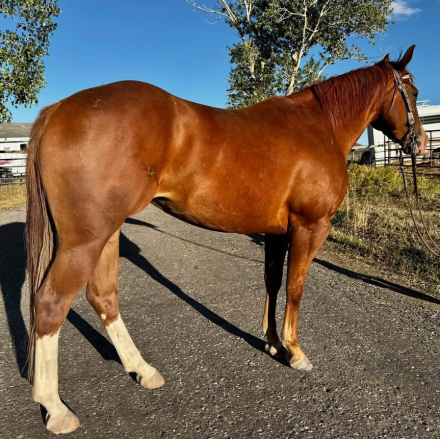 Royalty Of Ozs (Opossum), 3yo AQHA Quarter Horse mare, 14.1hh