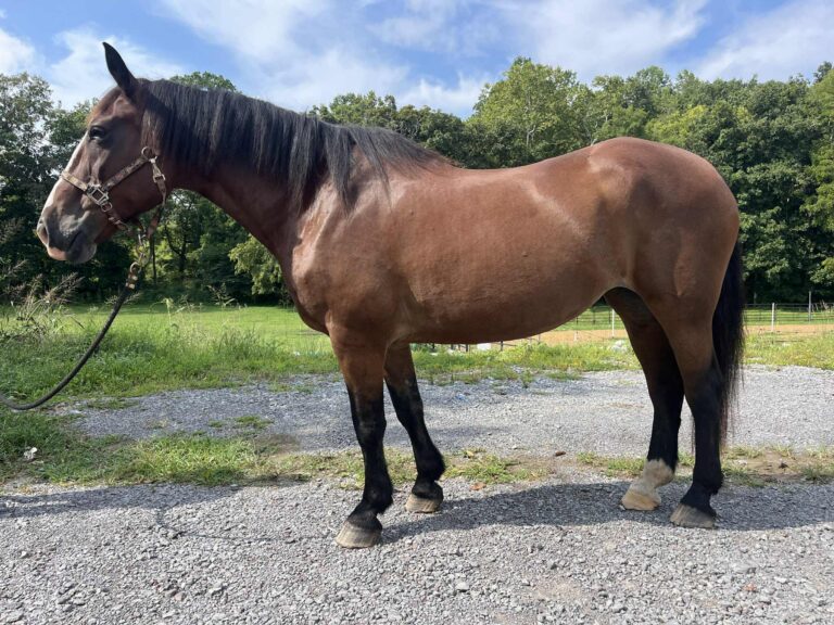 Pietta, Other mare, 15.2hh