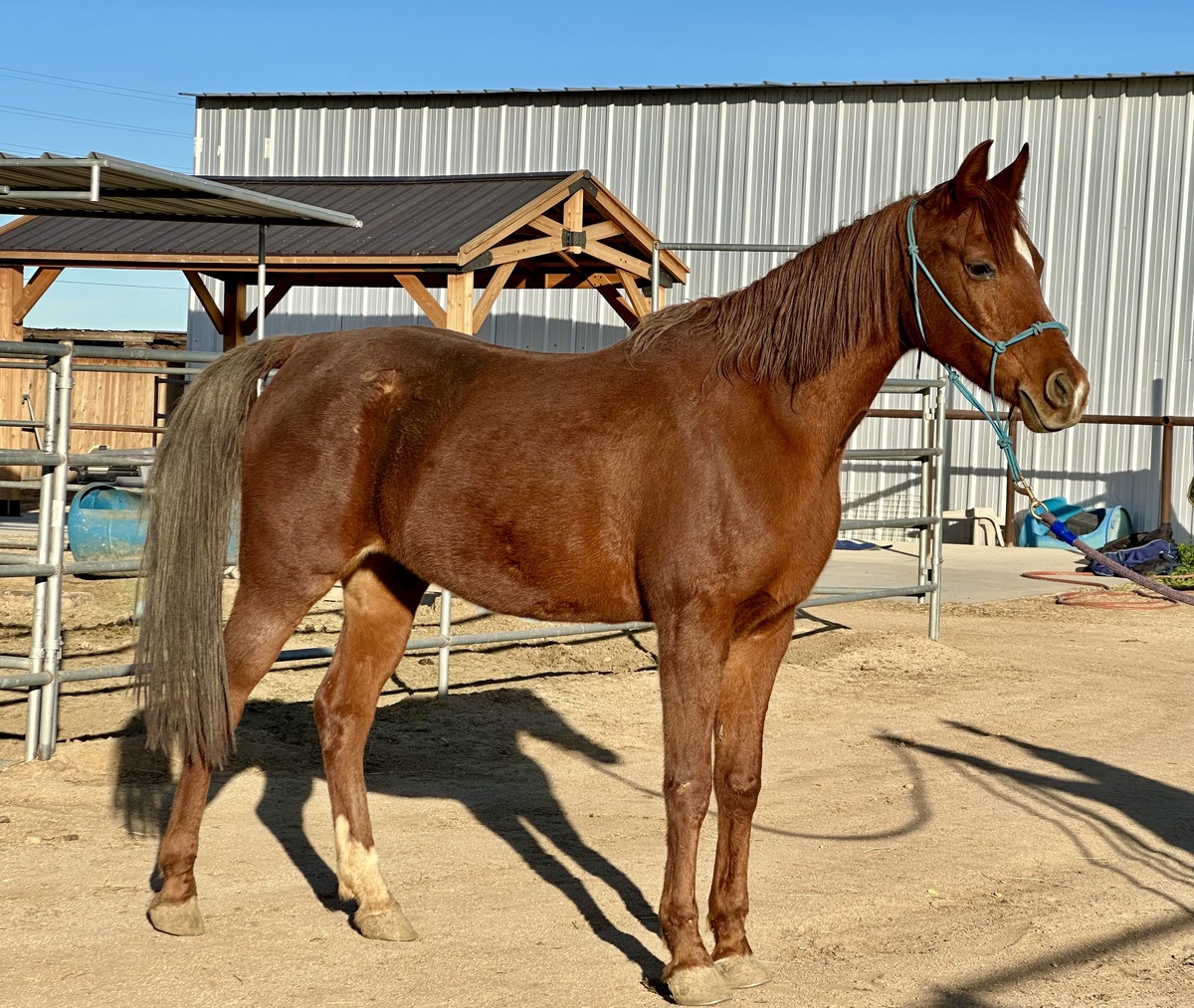 Missy, 19yo Arabian mare, 15.0hh