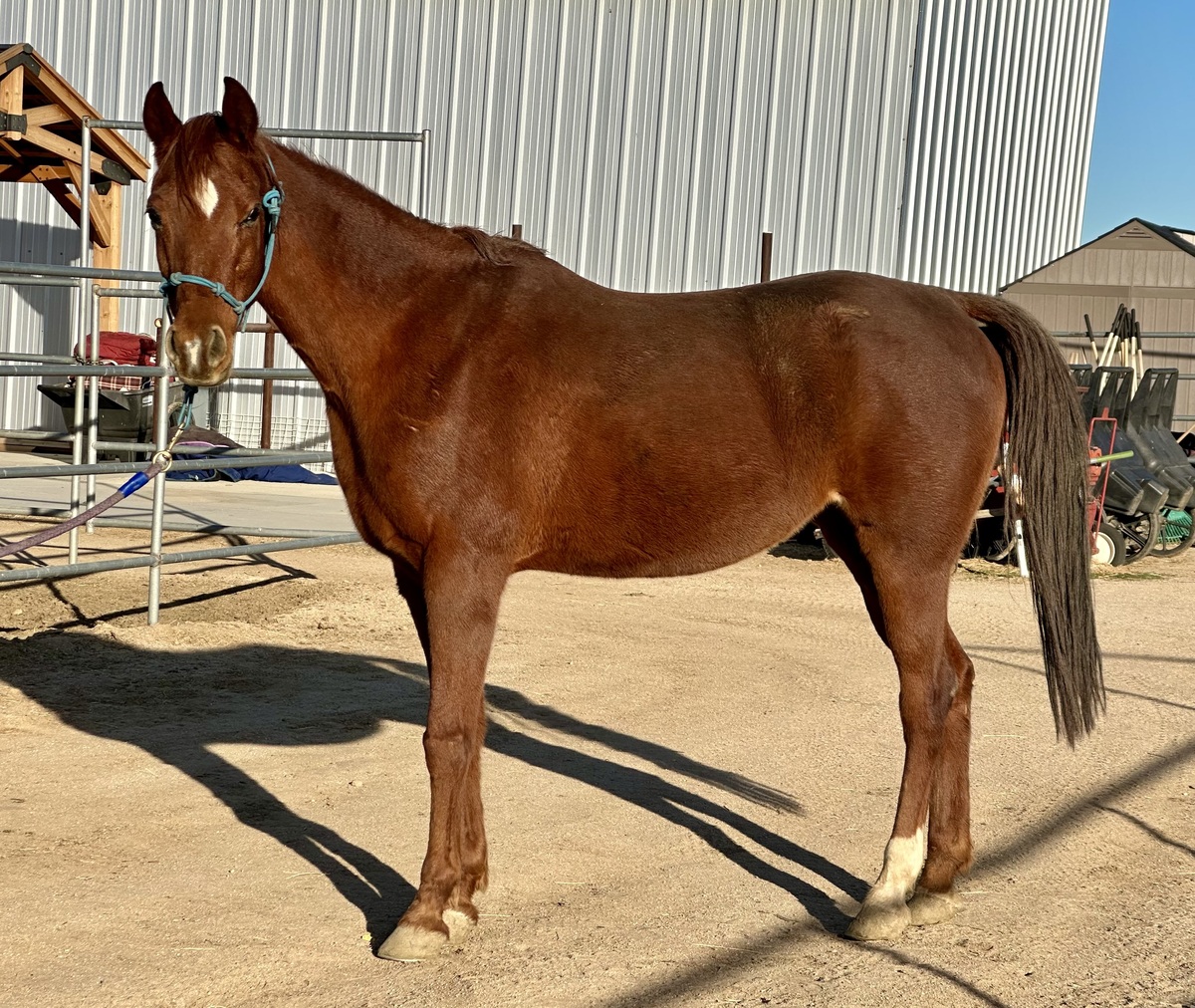 Missy, 19yo Arabian mare, 15.0hh