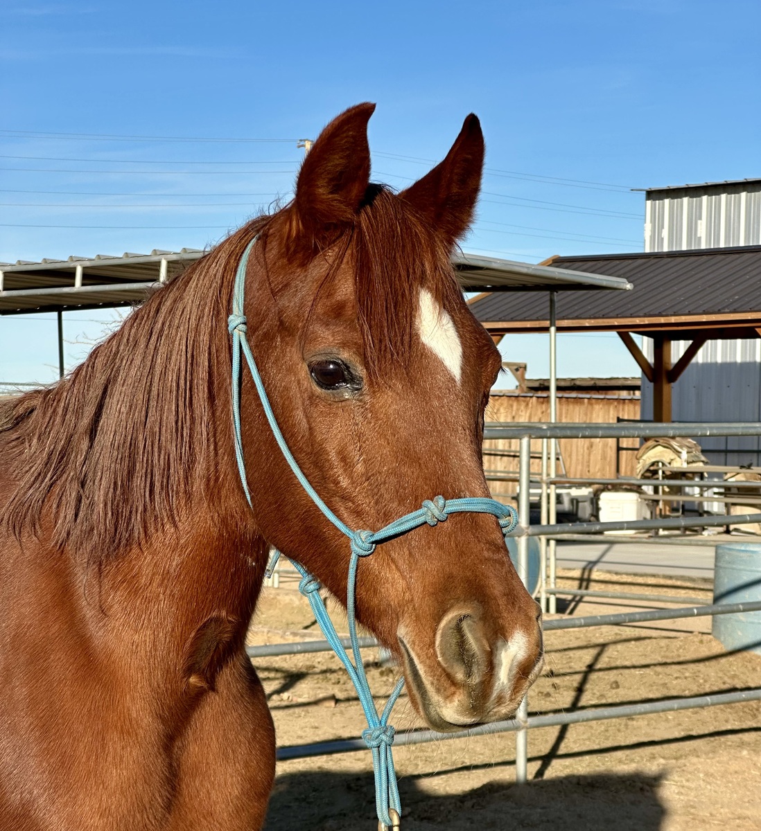 Missy, 19yo Arabian mare, 15.0hh
