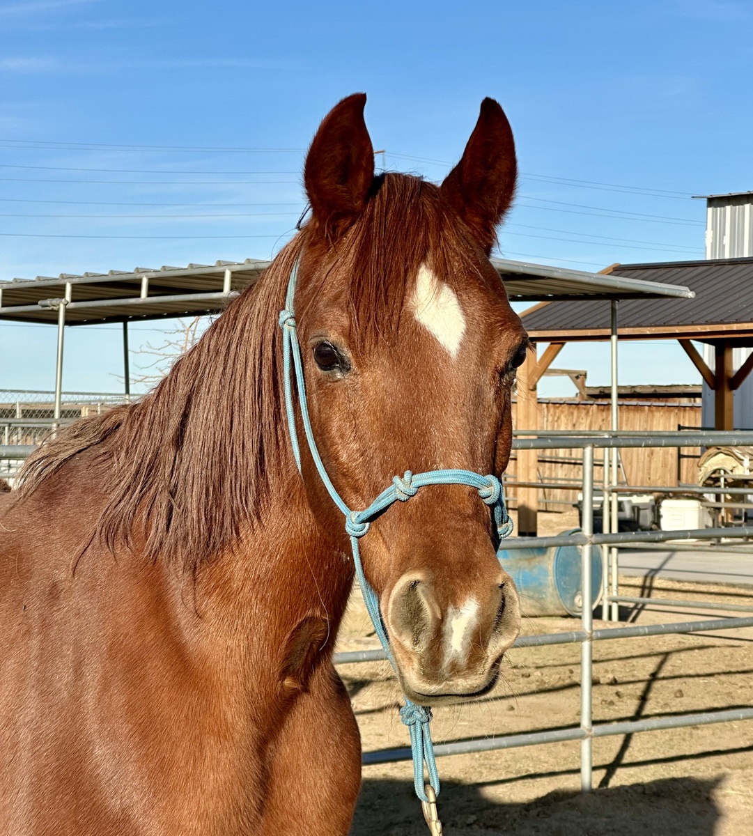 Missy, 19yo Arabian mare, 15.0hh