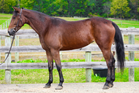 Gypsy, 4yo Grade Quarter Horse mare, 15.0hh