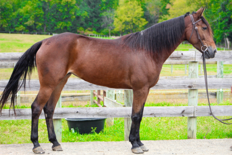 Gypsy, 4yo Grade Quarter Horse mare, 15.0hh
