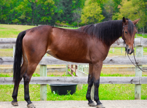 Gypsy, 4yo Grade Quarter Horse mare, 15.0hh