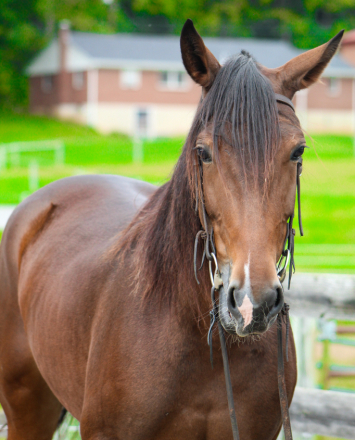 Gypsy, 4yo Grade Quarter Horse mare, 15.0hh