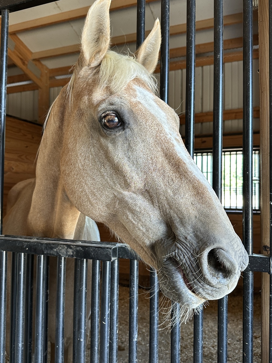 Dolce, 19yo Rocky Mountain Horse gelding, 15.2hh