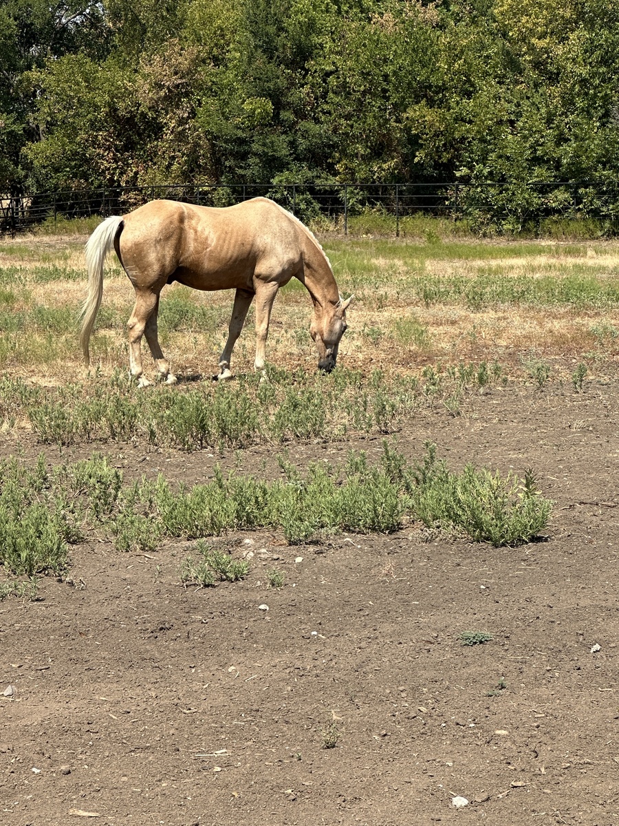 Dolce, 19yo Rocky Mountain Horse gelding, 15.2hh