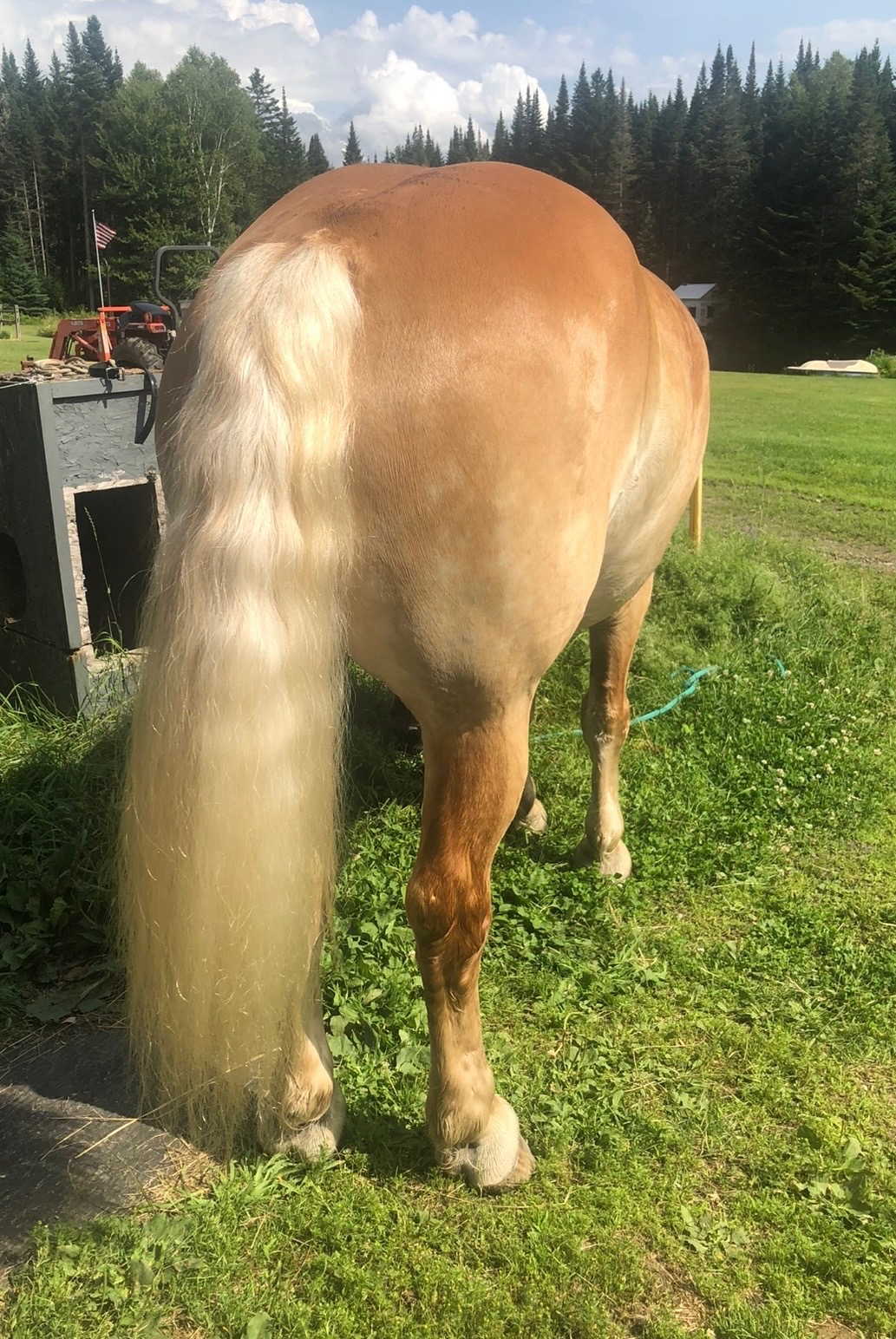 Prince, 14yo Belgian gelding, 17.2hh