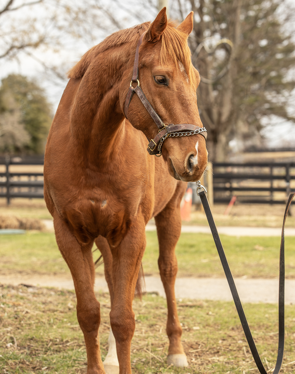 Oh Monaco, 4yo Thoroughbred gelding, 16.0hh