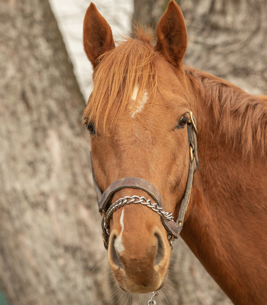 Oh Monaco, 4yo Thoroughbred gelding, 16.0hh
