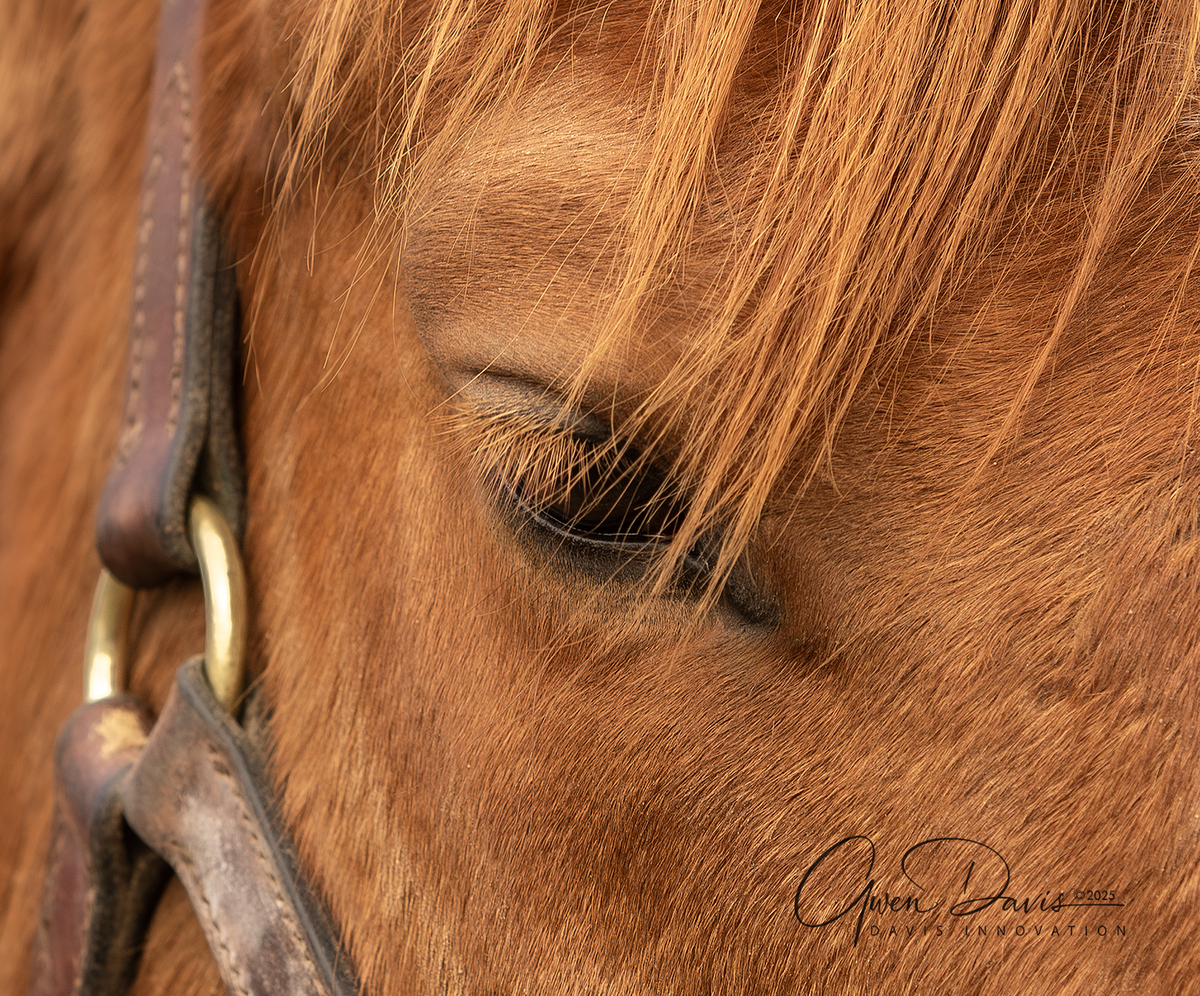 Oh Monaco, 4yo Thoroughbred gelding, 16.0hh