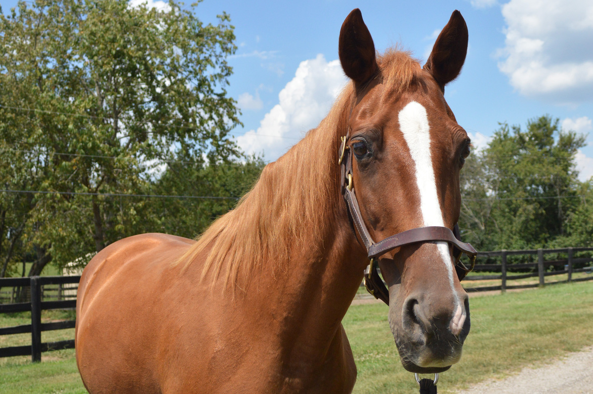 Jazz N Glory (Red), 20yo Tennessee Walking Horse mare, 15.1hh