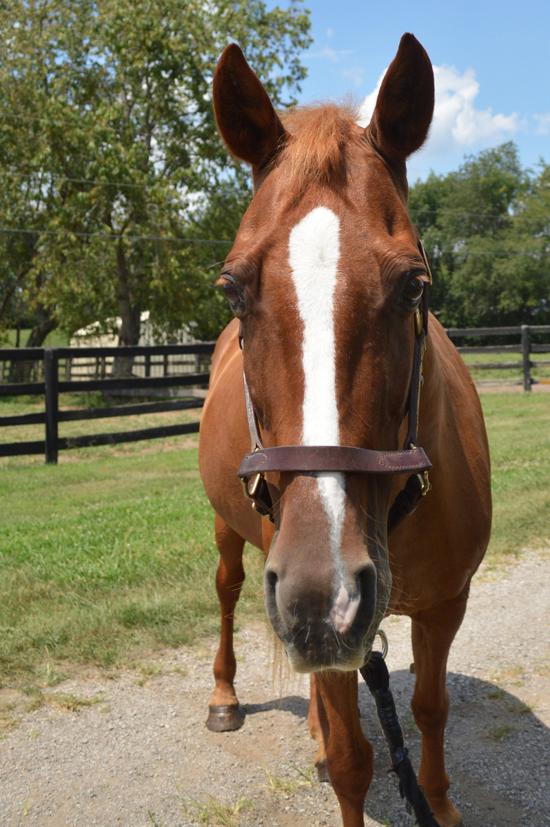 Jazz N Glory (Red), 20yo Tennessee Walking Horse mare, 15.1hh