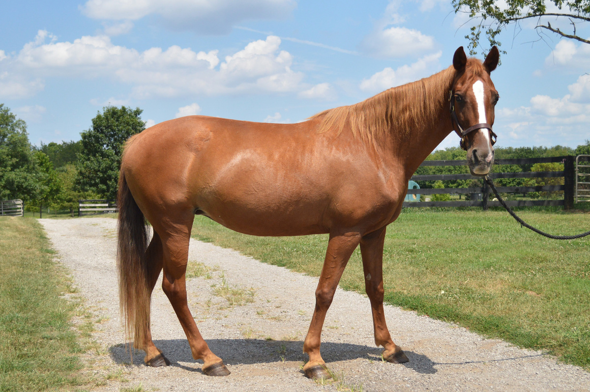 Jazz N Glory (Red), 20yo Tennessee Walking Horse mare, 15.1hh