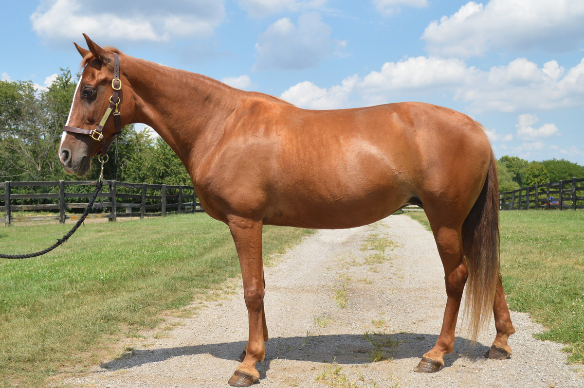 Jazz N Glory (Red), 20yo Tennessee Walking Horse mare, 15.1hh