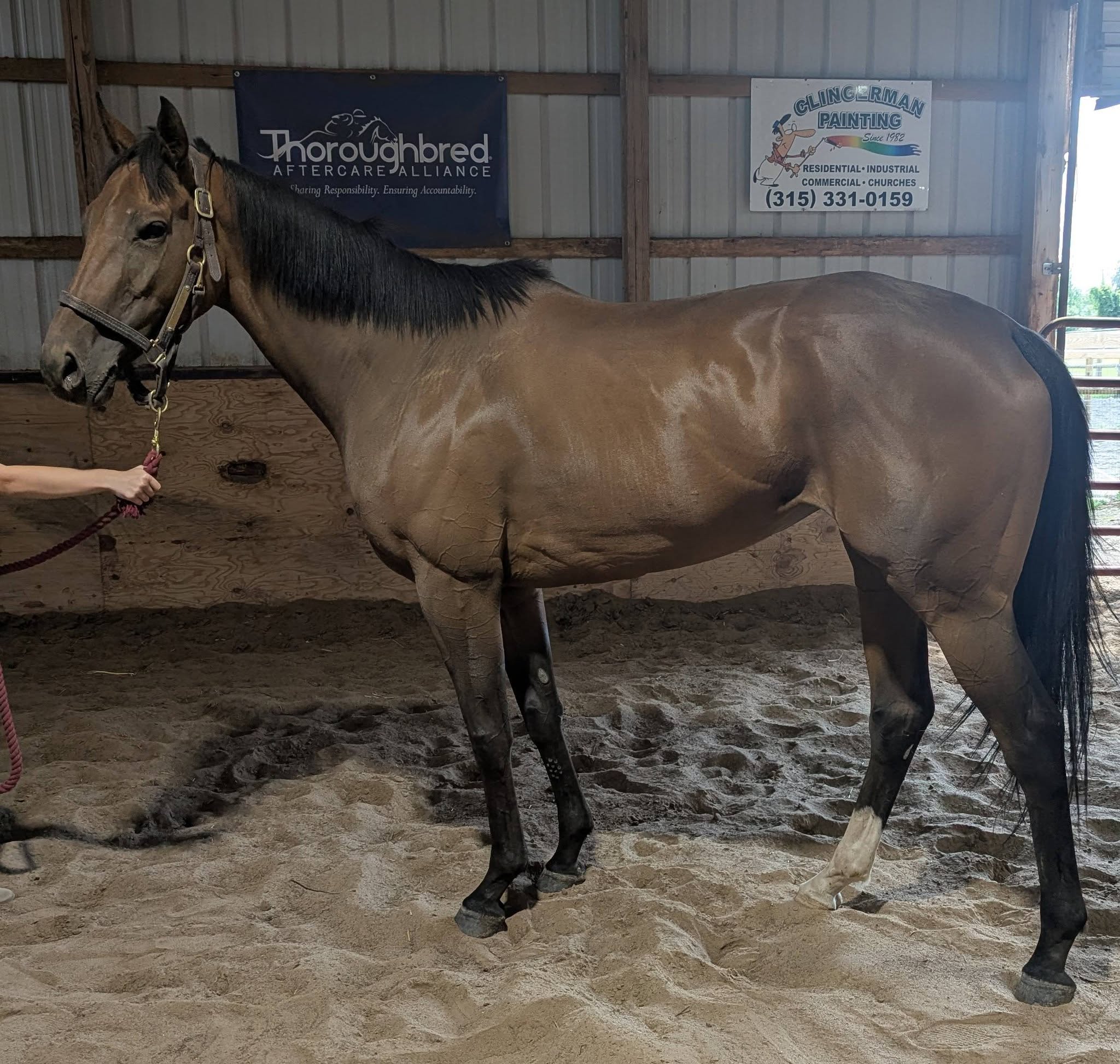 Houdini’s Bride, 5yo Thoroughbred mare, 16.1hh