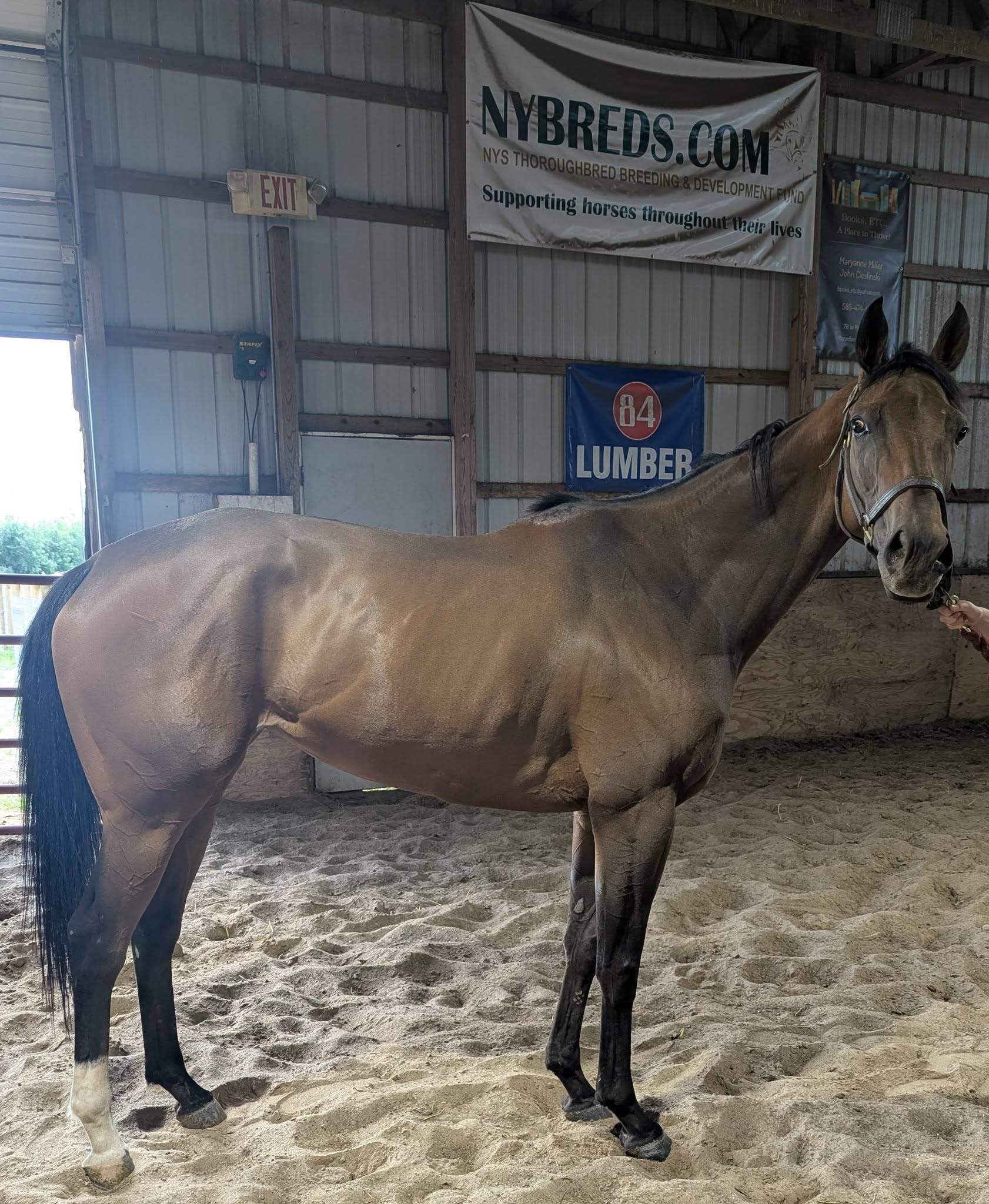 Houdini’s Bride, 5yo Thoroughbred mare, 16.1hh