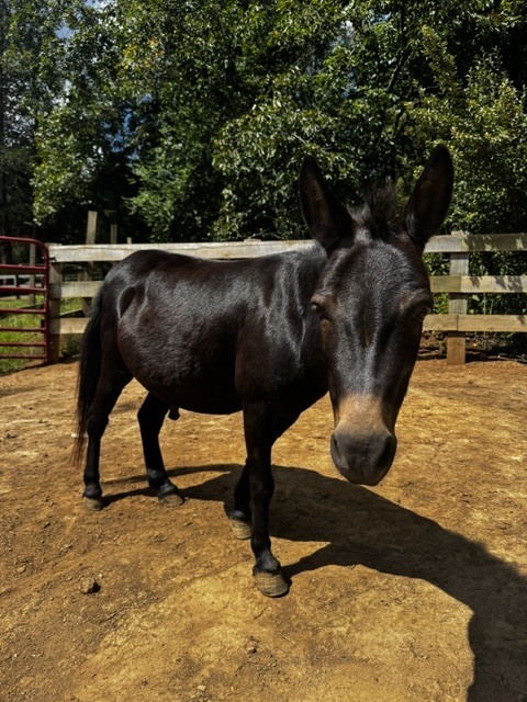 Mueller, 8yo Mule/Miniature Horse gelding, 9.0hh