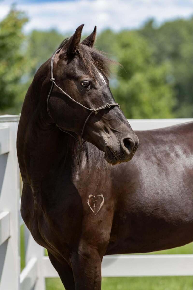 Mezcal, 5yo Mustang/Other gelding, 14.3hh