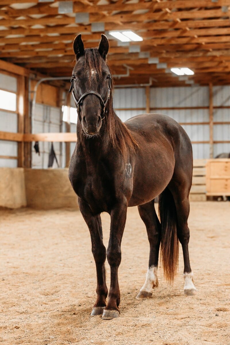 Mezcal, 5yo Mustang/Other gelding, 14.3hh