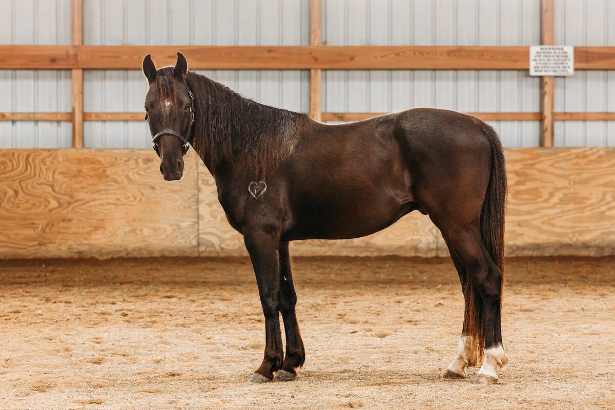 Mezcal, 5yo Mustang/Other gelding, 14.3hh
