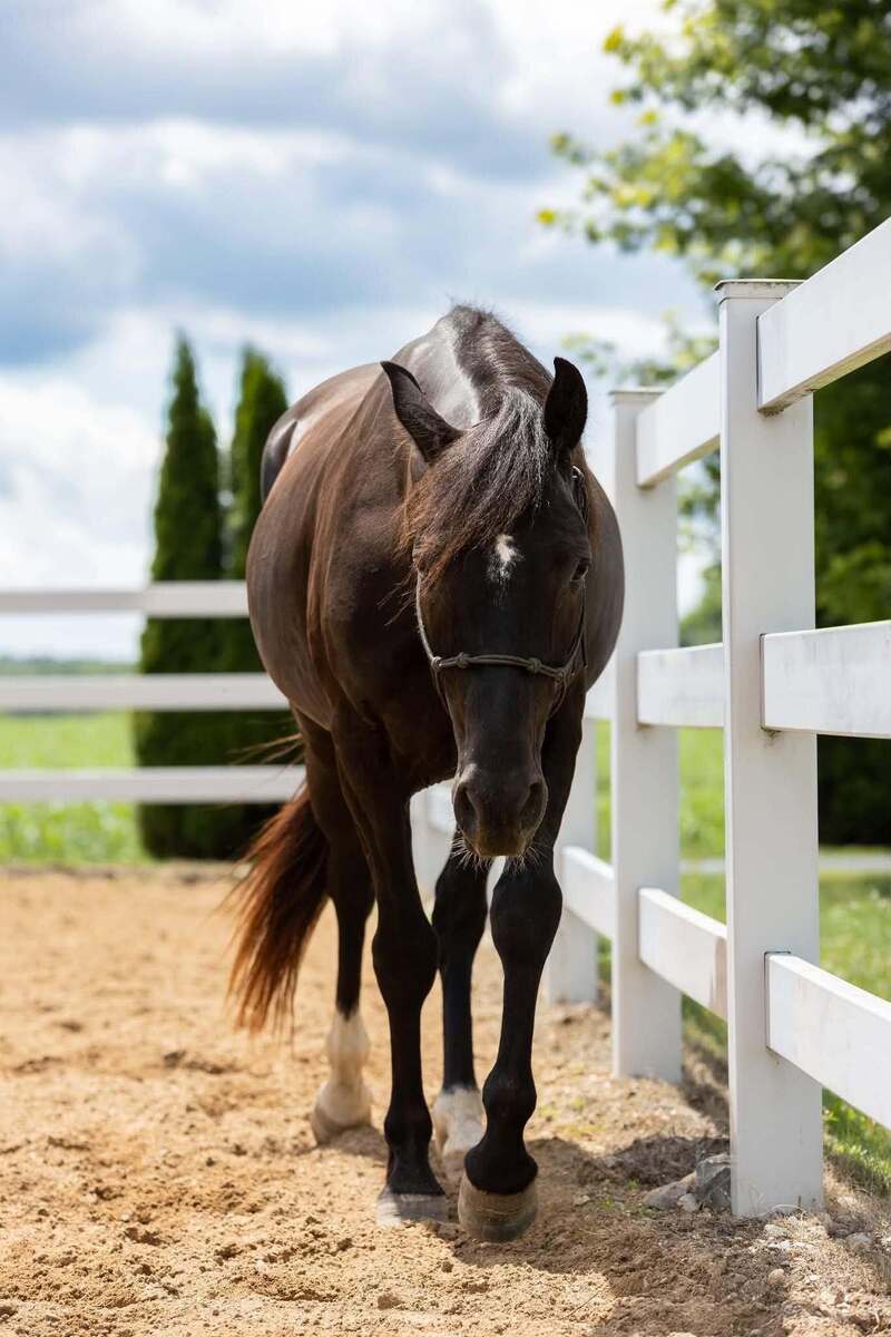 Mezcal, 5yo Mustang/Other gelding, 14.3hh