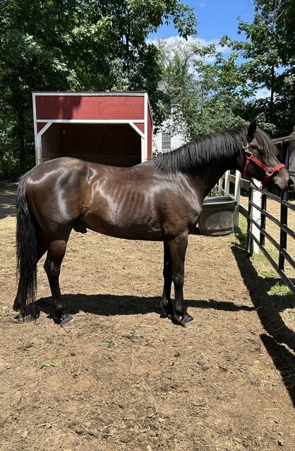 Odie, 10yo Mustang gelding, 14.2hh