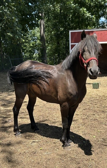 Odie, 10yo Mustang gelding, 14.2hh